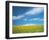 Sunflowers in Field-null-Framed Photographic Print