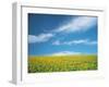 Sunflowers in Field-null-Framed Photographic Print