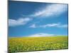 Sunflowers in Field-null-Mounted Photographic Print