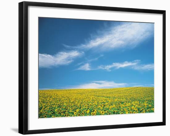 Sunflowers in Field-null-Framed Photographic Print