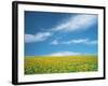 Sunflowers in Field-null-Framed Photographic Print