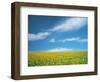 Sunflowers in Field-null-Framed Photographic Print