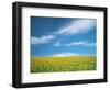 Sunflowers in Field-null-Framed Photographic Print