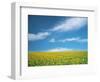 Sunflowers in Field-null-Framed Photographic Print