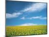 Sunflowers in Field-null-Mounted Photographic Print