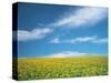 Sunflowers in Field-null-Stretched Canvas