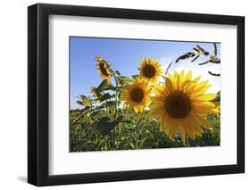 Sunflowers in Full Bloom During August in a Field Near Perugia, Umbria, Italy-William Gray-Framed Photographic Print