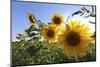 Sunflowers in Full Bloom During August in a Field Near Perugia, Umbria, Italy-William Gray-Mounted Photographic Print