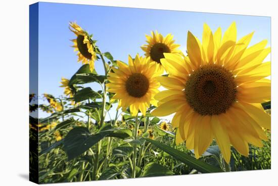 Sunflowers in Full Bloom During August in a Field Near Perugia, Umbria, Italy-William Gray-Stretched Canvas