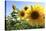 Sunflowers in Full Bloom During August in a Field Near Perugia, Umbria, Italy-William Gray-Stretched Canvas