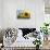 Sunflowers in Full Bloom During August in a Field Near Perugia, Umbria, Italy-William Gray-Stretched Canvas displayed on a wall