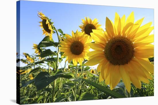 Sunflowers in Full Bloom During August in a Field Near Perugia, Umbria, Italy-William Gray-Stretched Canvas