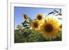 Sunflowers in Full Bloom During August in a Field Near Perugia, Umbria, Italy-William Gray-Framed Photographic Print