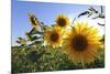 Sunflowers in Full Bloom During August in a Field Near Perugia, Umbria, Italy-William Gray-Mounted Photographic Print