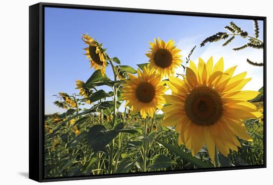 Sunflowers in Full Bloom During August in a Field Near Perugia, Umbria, Italy-William Gray-Framed Stretched Canvas