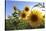 Sunflowers in Full Bloom During August in a Field Near Perugia, Umbria, Italy-William Gray-Stretched Canvas