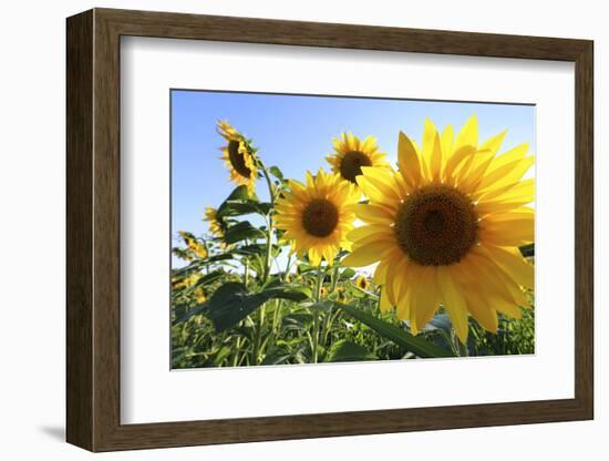 Sunflowers in Full Bloom During August in a Field Near Perugia, Umbria, Italy-William Gray-Framed Photographic Print