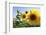 Sunflowers in Full Bloom During August in a Field Near Perugia, Umbria, Italy-William Gray-Framed Photographic Print