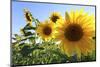 Sunflowers in Full Bloom During August in a Field Near Perugia, Umbria, Italy-William Gray-Mounted Photographic Print