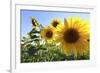 Sunflowers in Full Bloom During August in a Field Near Perugia, Umbria, Italy-William Gray-Framed Photographic Print