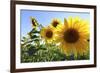 Sunflowers in Full Bloom During August in a Field Near Perugia, Umbria, Italy-William Gray-Framed Photographic Print