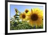 Sunflowers in Full Bloom During August in a Field Near Perugia, Umbria, Italy-William Gray-Framed Photographic Print