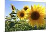 Sunflowers in Full Bloom During August in a Field Near Perugia, Umbria, Italy-William Gray-Mounted Photographic Print