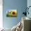 Sunflowers in Full Bloom During August in a Field Near Perugia, Umbria, Italy-William Gray-Photographic Print displayed on a wall