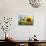 Sunflowers in Full Bloom During August in a Field Near Perugia, Umbria, Italy-William Gray-Photographic Print displayed on a wall