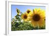 Sunflowers in Full Bloom During August in a Field Near Perugia, Umbria, Italy-William Gray-Framed Photographic Print