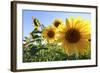 Sunflowers in Full Bloom During August in a Field Near Perugia, Umbria, Italy-William Gray-Framed Photographic Print