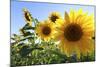 Sunflowers in Full Bloom During August in a Field Near Perugia, Umbria, Italy-William Gray-Mounted Photographic Print