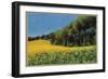 Sunflowers in Perugia-Helen J. Vaughn-Framed Giclee Print