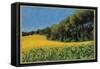 Sunflowers in Perugia-Helen J. Vaughn-Framed Stretched Canvas