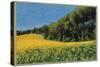 Sunflowers in Perugia-Helen J. Vaughn-Stretched Canvas