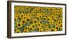 Sunflowers in the flower farm, Furano, Hokkaido Prefecture, Japan-Keren Su-Framed Photographic Print