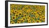 Sunflowers in the flower farm, Furano, Hokkaido Prefecture, Japan-Keren Su-Framed Photographic Print