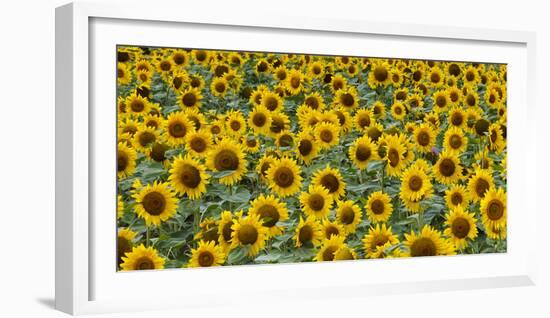 Sunflowers in the flower farm, Furano, Hokkaido Prefecture, Japan-Keren Su-Framed Photographic Print