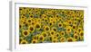 Sunflowers in the flower farm, Furano, Hokkaido Prefecture, Japan-Keren Su-Framed Photographic Print