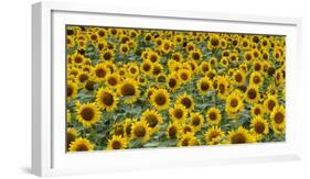 Sunflowers in the flower farm, Furano, Hokkaido Prefecture, Japan-Keren Su-Framed Photographic Print