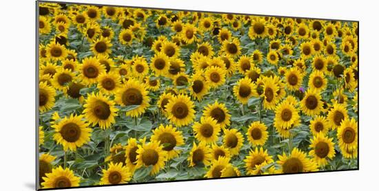 Sunflowers in the flower farm, Furano, Hokkaido Prefecture, Japan-Keren Su-Mounted Photographic Print