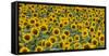 Sunflowers in the flower farm, Furano, Hokkaido Prefecture, Japan-Keren Su-Framed Stretched Canvas