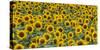 Sunflowers in the flower farm, Furano, Hokkaido Prefecture, Japan-Keren Su-Stretched Canvas