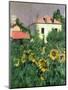 Sunflowers in the Garden at Petit Gennevilliers-Gustave Caillebotte-Mounted Giclee Print