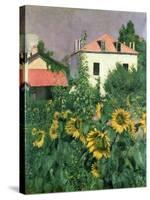 Sunflowers in the Garden at Petit Gennevilliers-Gustave Caillebotte-Stretched Canvas