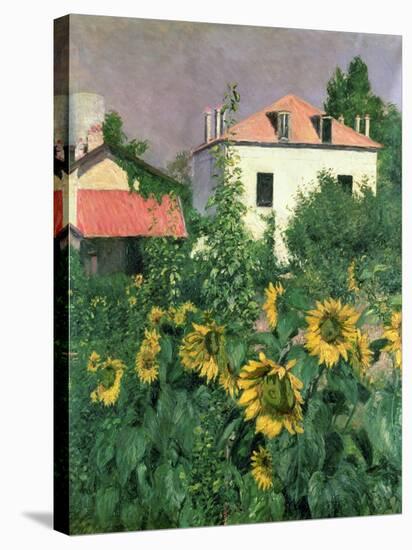 Sunflowers in the Garden at Petit Gennevilliers-Gustave Caillebotte-Stretched Canvas