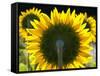 Sunflowers in the Morning Light, Provence, France-Nadia Isakova-Framed Stretched Canvas