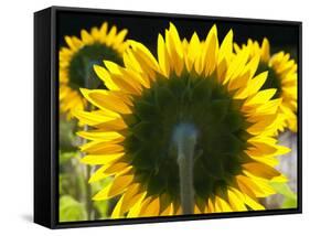 Sunflowers in the Morning Light, Provence, France-Nadia Isakova-Framed Stretched Canvas