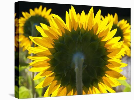 Sunflowers in the Morning Light, Provence, France-Nadia Isakova-Stretched Canvas