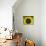 Sunflowers in the Morning Light, Provence, France-Nadia Isakova-Photographic Print displayed on a wall